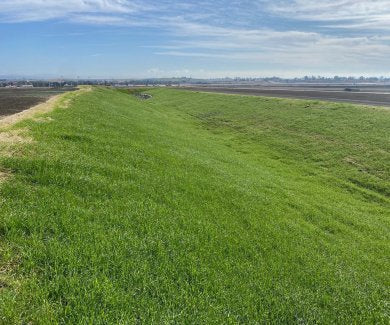 Revegetation